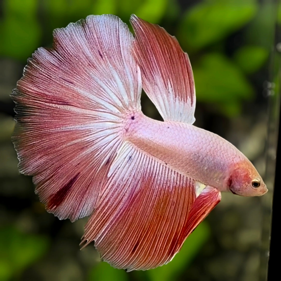 Pink Halfmoon Betta Fish Male