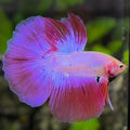 Pink Halfmoon Betta Fish Male