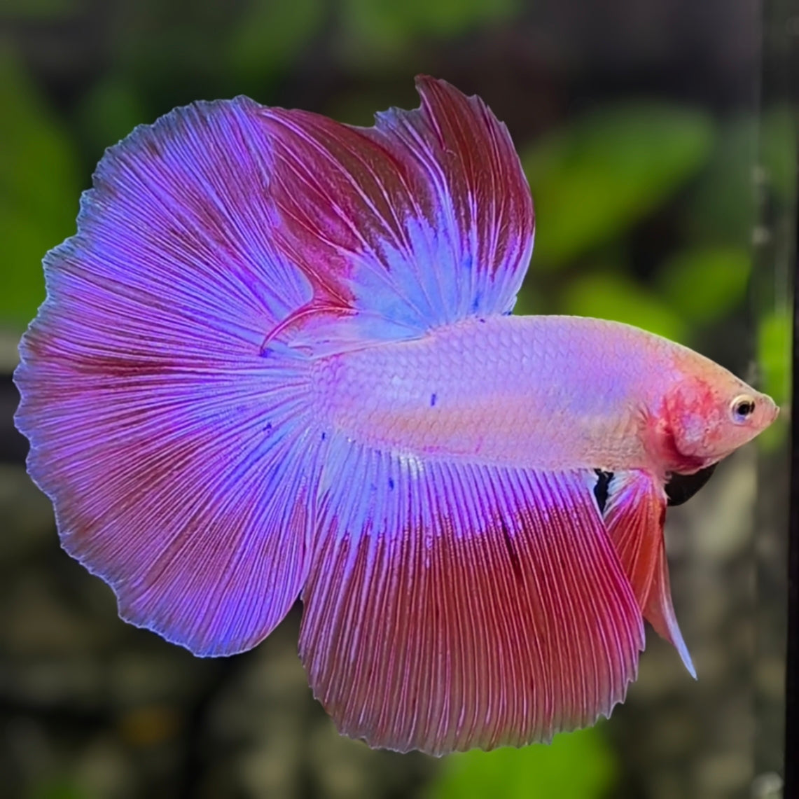 Pink Halfmoon Betta Fish Male