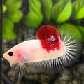 Tancho Koi HMPK Betta Fish Male