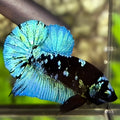 Avatar Blackstar Green Turquoise HMPK Betta Fish Male