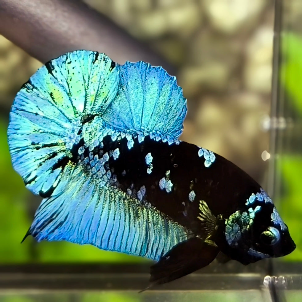 Avatar Blackstar Green Turquoise HMPK Betta Fish Male