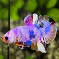 Multicolor Pink Candy HMPK Betta Fish Male