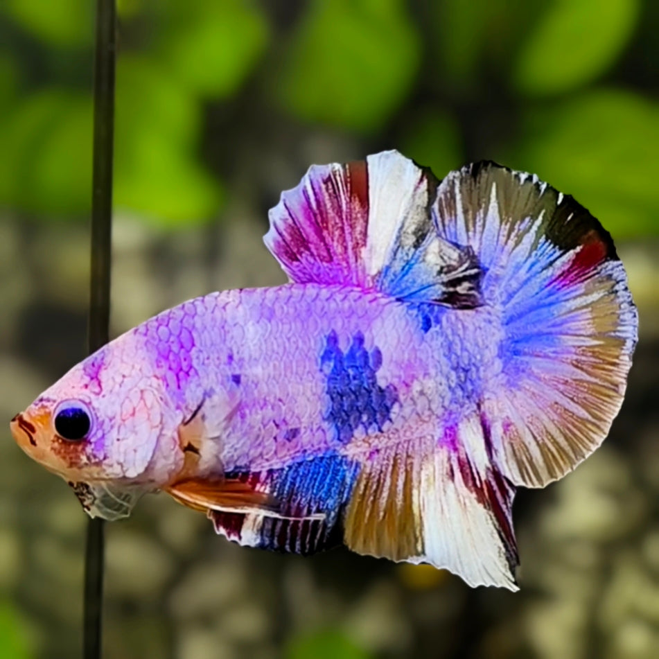 Multicolor Pink Candy HMPK Betta Fish Male
