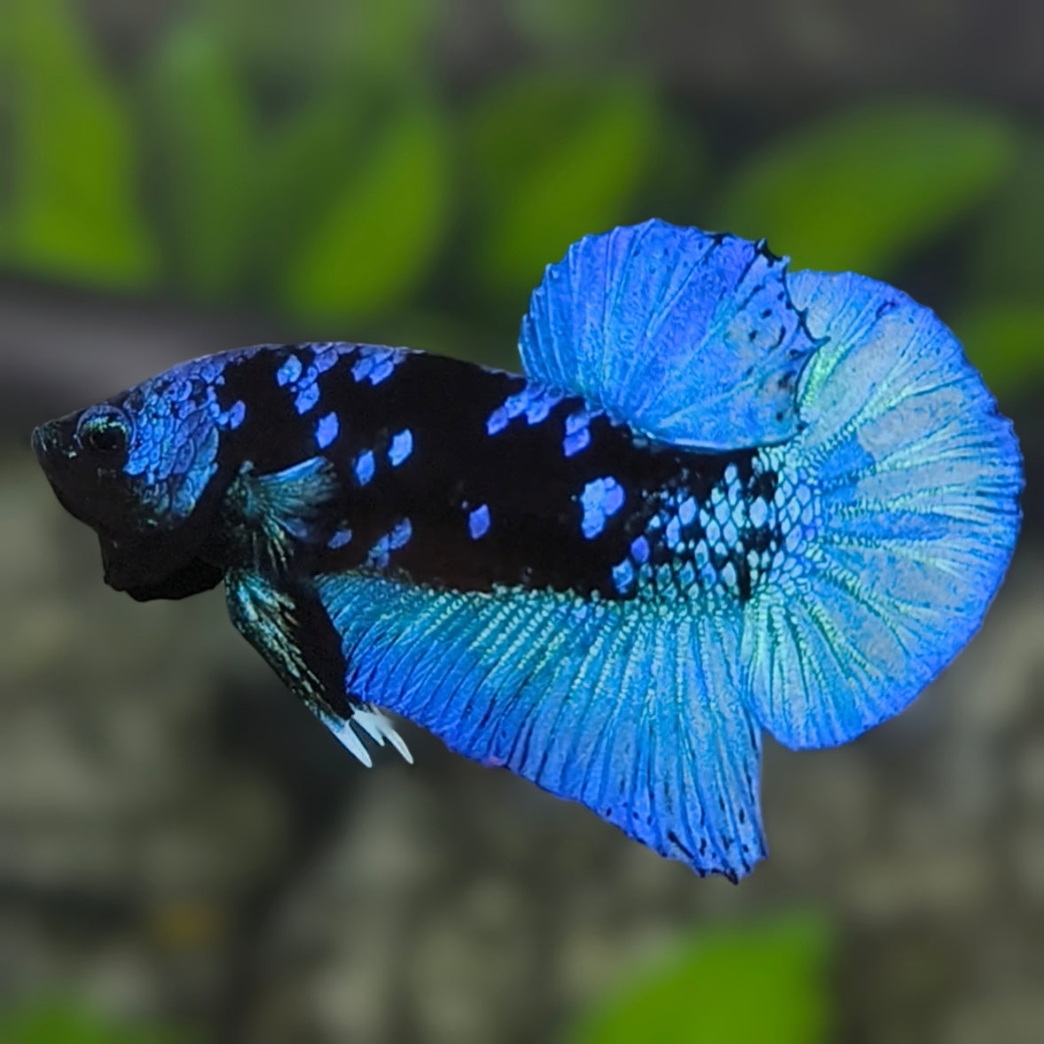 Avatar Blackstar Green Turquoise HMPK Betta Fish Male