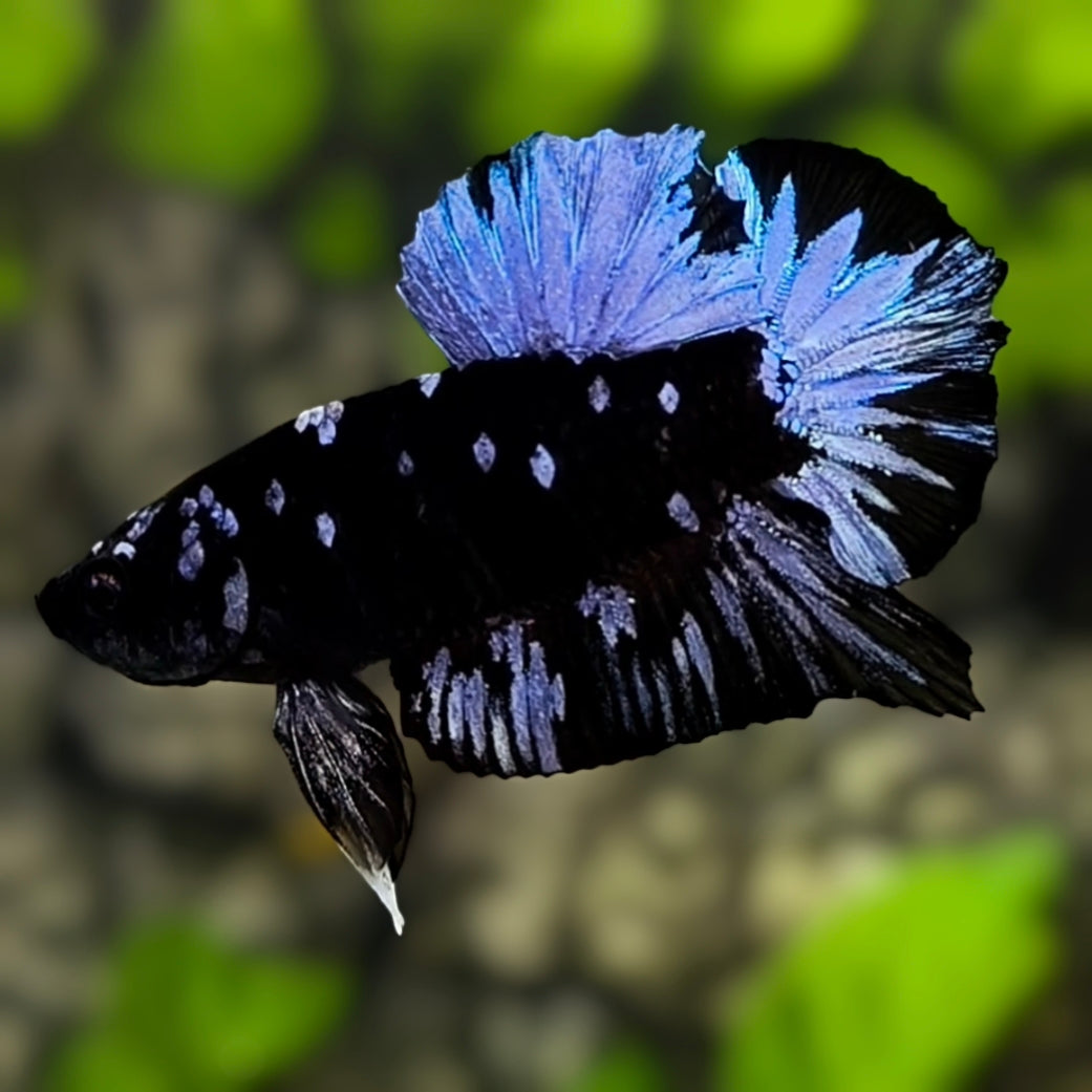 Avatar Blackstar Grey HMPK Betta Fish Male