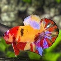 Multicolor Yellowbase Koi HMPK Betta Fish Male
