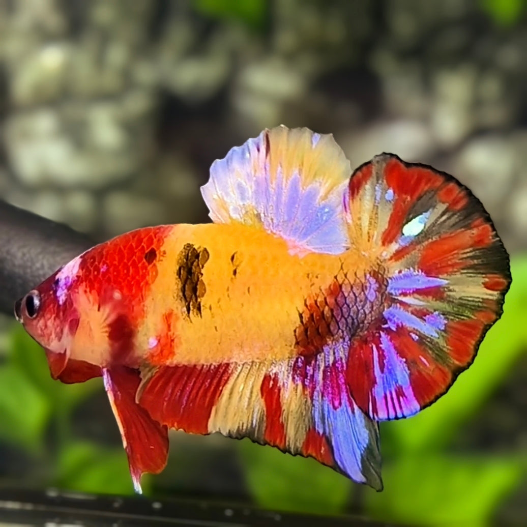 Multicolor Yellowbase Koi HMPK Betta Fish Male