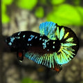 Avatar Blackstar Green HMPK Betta Fish Male