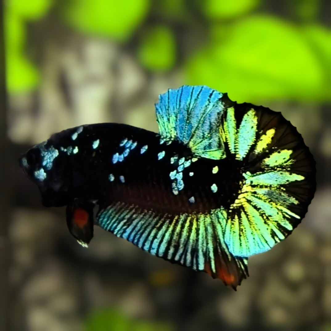 Avatar Blackstar Green HMPK Betta Fish Male