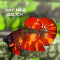 Leopard Koi JUMBO GIANT HMPK Betta Fish Male