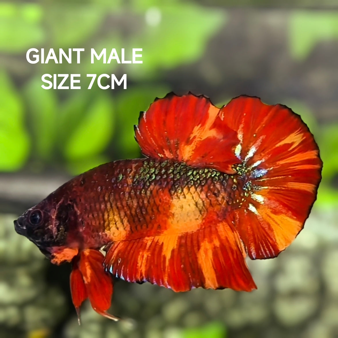 Leopard Koi JUMBO GIANT HMPK Betta Fish Male