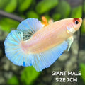 Skyblue Tancho Koi JUMBO GIANT HMPK Betta Fish Male