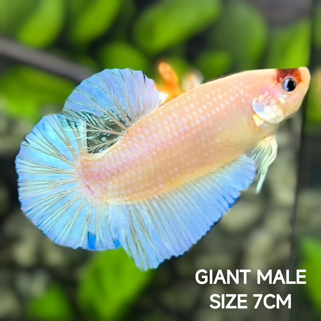 Skyblue Tancho Koi JUMBO GIANT HMPK Betta Fish Male