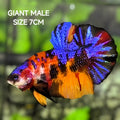 Multicolor Tiger Galaxy JUMBO GIANT HMPK Betta Fish Male