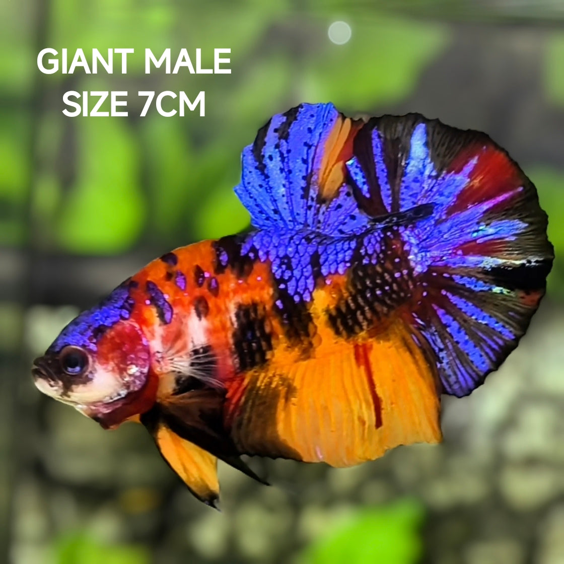 Multicolor Tiger Galaxy JUMBO GIANT HMPK Betta Fish Male