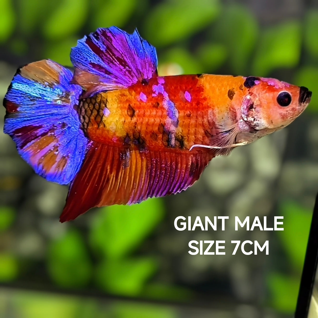 Multicolor Candy Galaxy JUMBO GIANT HMPK Betta Fish Male