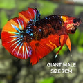 Black Nemo Galaxy JUMBO GIANT HMPK Betta Fish Male