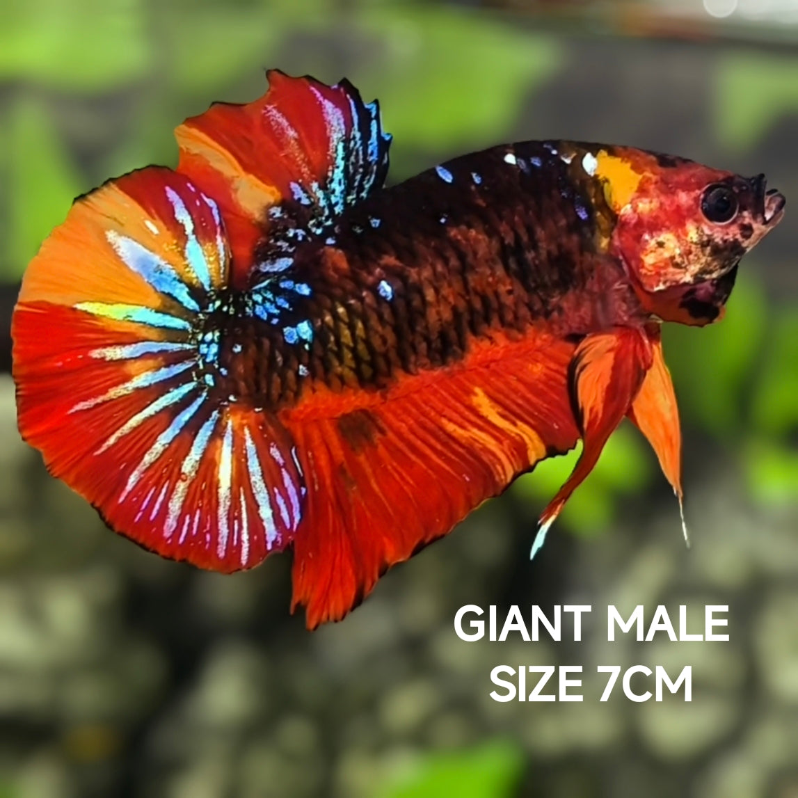 Black Nemo Galaxy JUMBO GIANT HMPK Betta Fish Male