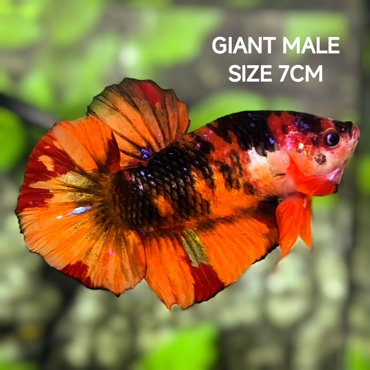 Nemo Leopard Tiger JUMBO GIANT HMPK Betta Fish Male