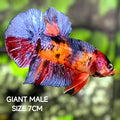 Multicolor JUMBO GIANT HMPK Betta Fish Male