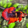 Red Purple Koi JUMBO GIANT HMPK Betta Fish Male