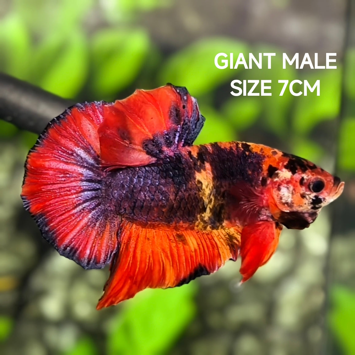 Red Purple Koi JUMBO GIANT HMPK Betta Fish Male