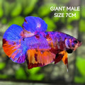 Multicolor Purple Candy JUMBO GIANT HMPK Betta Fish Male