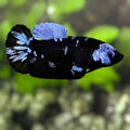Avatar Blackstar Grey HMPK Betta Fish Female For Sorority / Breed