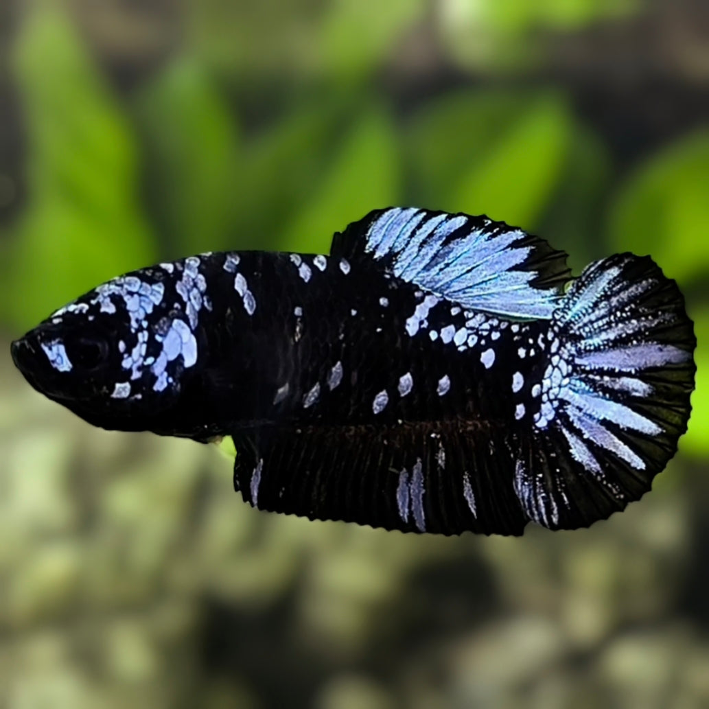 Avatar Blackstar Grey HMPK Betta Fish Female For Sorority / Breed