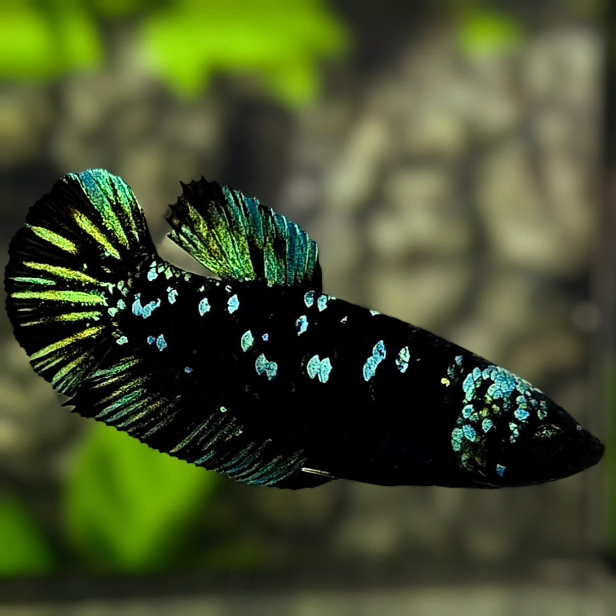 Avatar Blackstar Green HMPK Betta Fish Female For Sorority / Breed