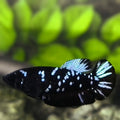 Avatar Blackstar Grey HMPK Betta Fish Female For Sorority / Breed