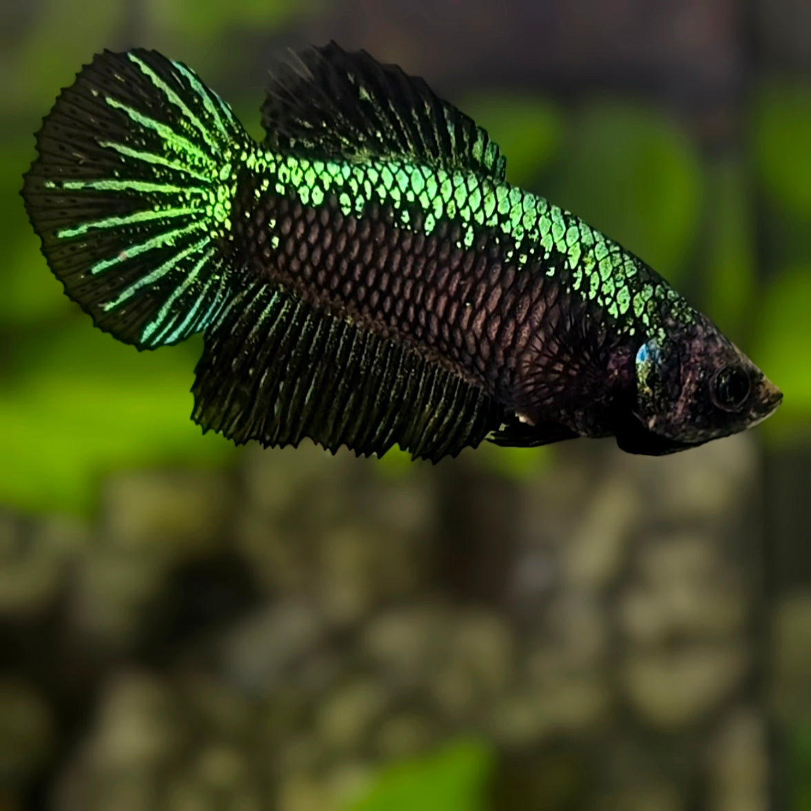 Black Green Samurai Halfmoon Betta Fish Female For Sorority / Breed