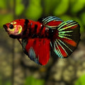 Red Koi Tiger Galaxy Halfmoon Betta Fish Female For Sorority / Breed