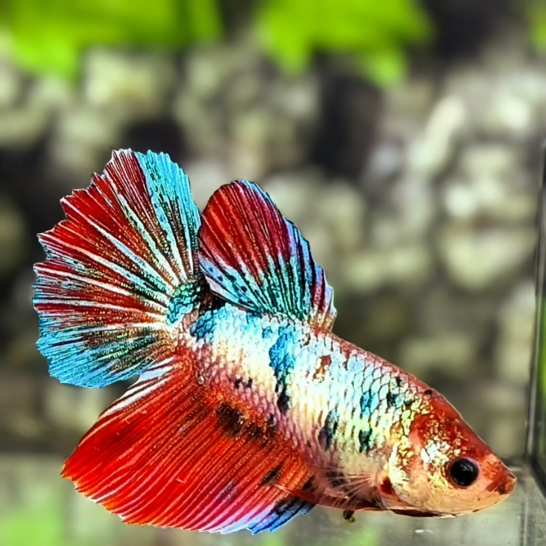 Multicolor Halfmoon Betta Fish Female For Sorority / Breed