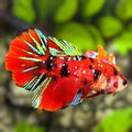 Red Koi Tiger Galaxy Halfmoon Betta Fish Female For Sorority / Breed