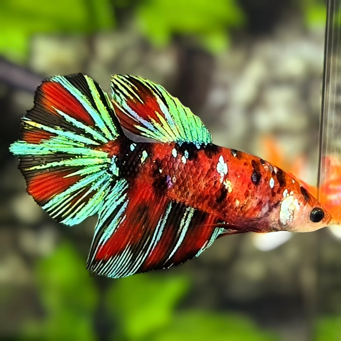 Red Koi Tiger Galaxy Halfmoon Betta Fish Female For Sorority / Breed