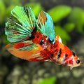 Multicolor Galaxy Halfmoon Betta Fish Female For Sorority / Breed