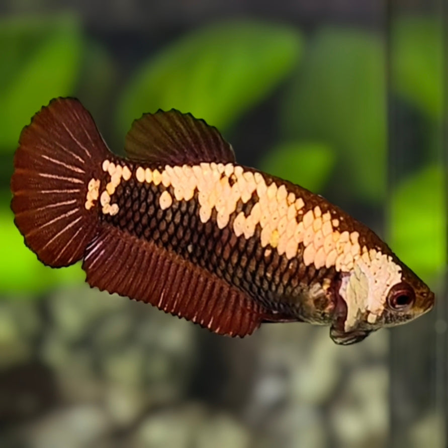 Red Samurai HMPK Betta Fish Female For Sorority / Breed