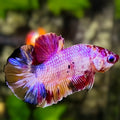 Multicolor Pink Candy HMPK Betta Fish Male