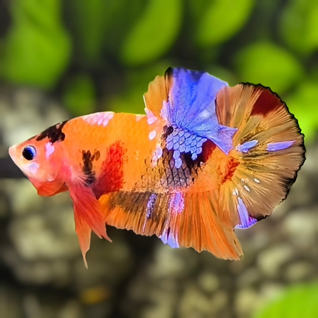 Multicolor Orange Candy Galaxy HMPK Betta Fish Male