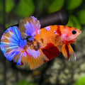 Multicolor Orange Candy Galaxy HMPK Betta Fish Male