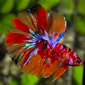 Multicolor Galaxy Halfmoon Betta Fish Male