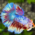 Fancy Halfmoon Betta Fish Male