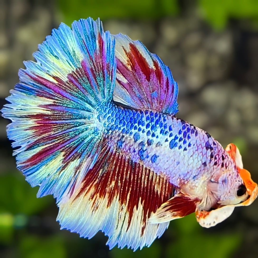Fancy Halfmoon Betta Fish Male
