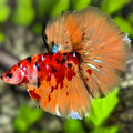 Multicolor Nemo Koi Tiger Galaxy Halfmoon Betta Fish Male