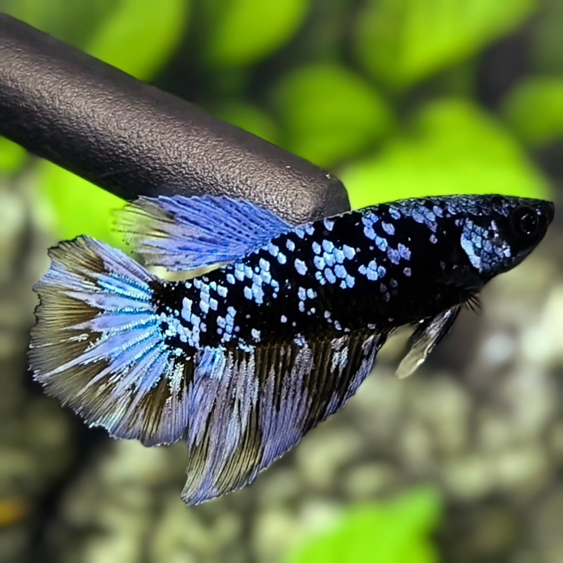 Avatar Grey Halfmoon Betta Fish Female For Sorority / Breed