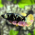 Avatar Copper Gold HMPK Betta Fish Female For Sorority / Breed