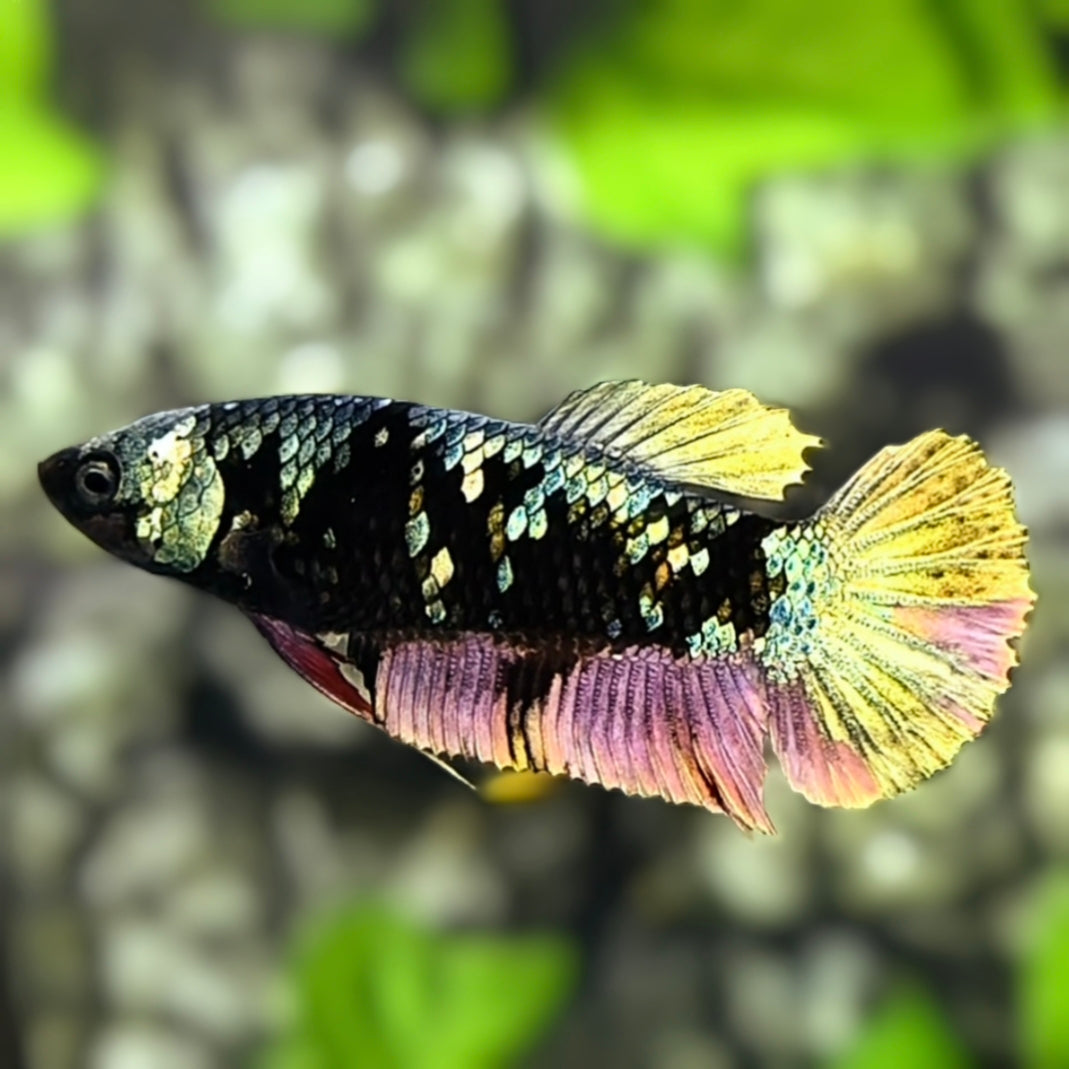 Avatar Copper Gold HMPK Betta Fish Female For Sorority / Breed