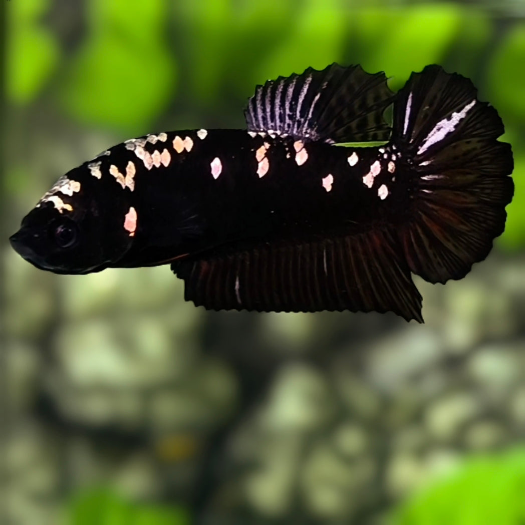Avatar Blackstar Copper Purple HMPK Betta Fish Female For Sorority / Breed